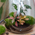 Lange Terrarienschere Edelstahl, 25 cm – Präzises Schneiden für Pflanzen Bild 3