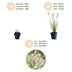 Green boutiQ - Gras - Pennisetum alop. Hameln - Lampenputzergras - Mit Plume - Grün - 24 Pflanzen - Topf 11cm - Höhe 15-25cm Bild 4