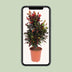 Codiaeum Variegatum Mammi Croton Pflanze, 100cm hoch, 27cm Topf Bild 5