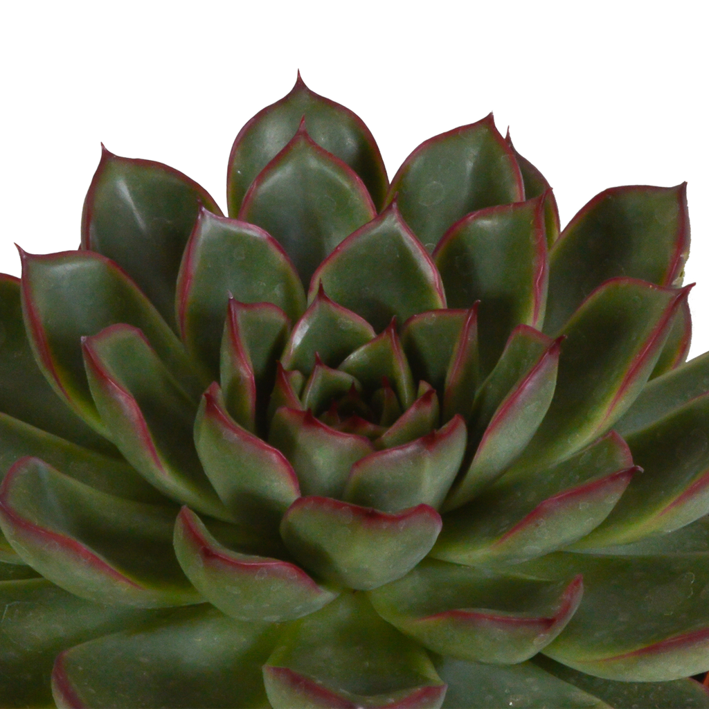 Echeveria-Mix 10,5 cm - 3x - in witte pot