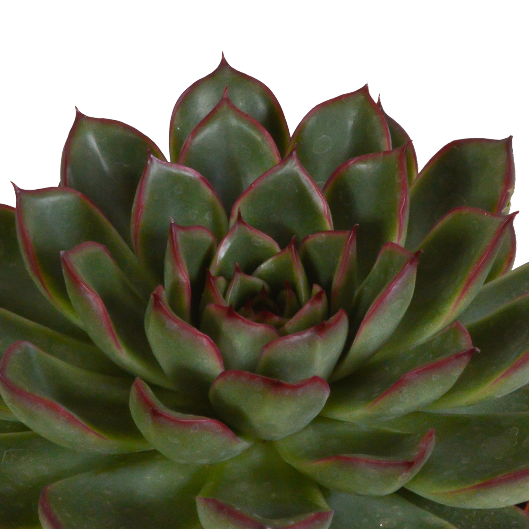 Echeveria-Mix 10,5 cm - 3x - in witte pot