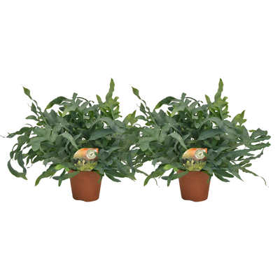 Phlebodium Blue Star Farn – 2er Set, Topfgröße Ø17cm bis Ø60cm