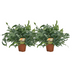Phlebodium Blue Star Farn – 2er Set, Topfgröße Ø17cm bis Ø60cm Bild 1
