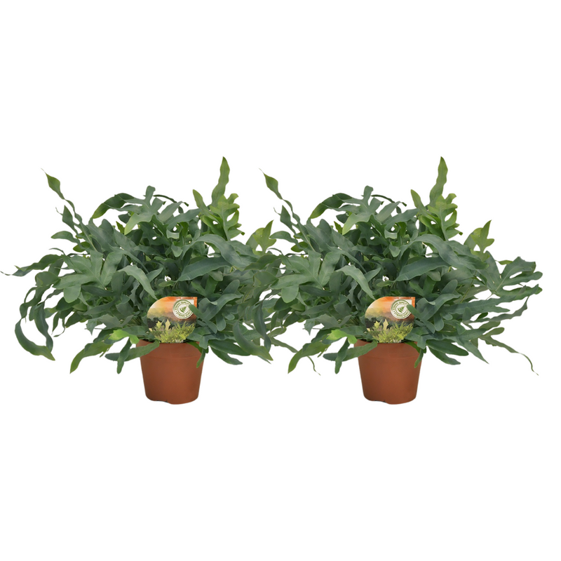 Phlebodium Blue Star Farn – 2er Set, Topfgröße Ø17cm bis Ø60cm