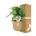 Monstera 'Monkey Leaf' im ELHO Vibes Fold Topf 14 cm gelb Bild 4