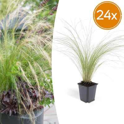 24x Stipa tenuissima 'Ponytails' - ↕10-25cm - Ø9cm