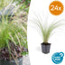 24x Stipa tenuissima 'Ponytails' - ↕10-25cm - Ø9cm Bild 1