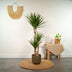 Dracaena Marginata (Drachenbaum) Ø21cm - ↕110cm Bild 6