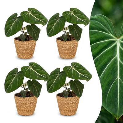 Green boutiQ - Philodendron Gloriosum - Gloriosum Philodendron - 4 Pflanzen - mit Korb - Topf 12cm - Höhe - 25cm