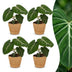 Green boutiQ - Philodendron Gloriosum - Gloriosum Philodendron - 4 Pflanzen - mit Korb - Topf 12cm - Höhe - 25cm Bild 1