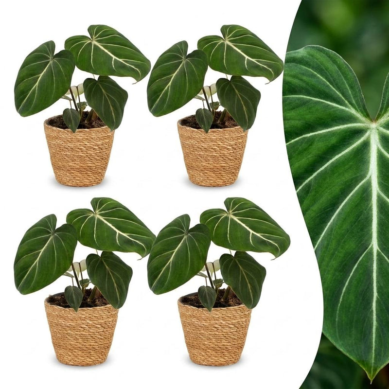Green boutiQ - Philodendron Gloriosum - Gloriosum Philodendron - 4 Pflanzen - mit Korb - Topf 12cm - Höhe - 25cm