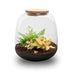 Pflanzenterrarium Emma Mini DIY-Kit mit Fittonia & Farn ↑20cm Ø19cm Bild 2