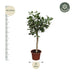 Ficus Benghalensis Tree - 200 cm high, ø50 pot Bild 2