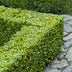 GreenboutiQ Buxus Heckenpflanzen, 8er Set, 1m Breite, Immergrün Bild 6
