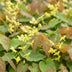 Elfenblume 'Frohnleiten' (Gelb), 24 Pflanzen im 11cm Topf Bild 5