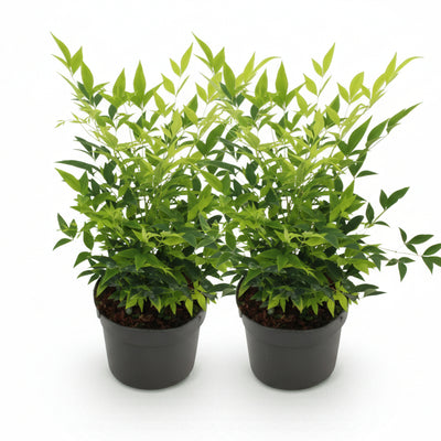 Immergrüner Himmelsbursche Lemon Lime gelbe Gartenpflanze 2er Set