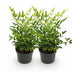 Immergrüner Himmelsbursche Lemon Lime gelbe Gartenpflanze 2er Set Bild 2