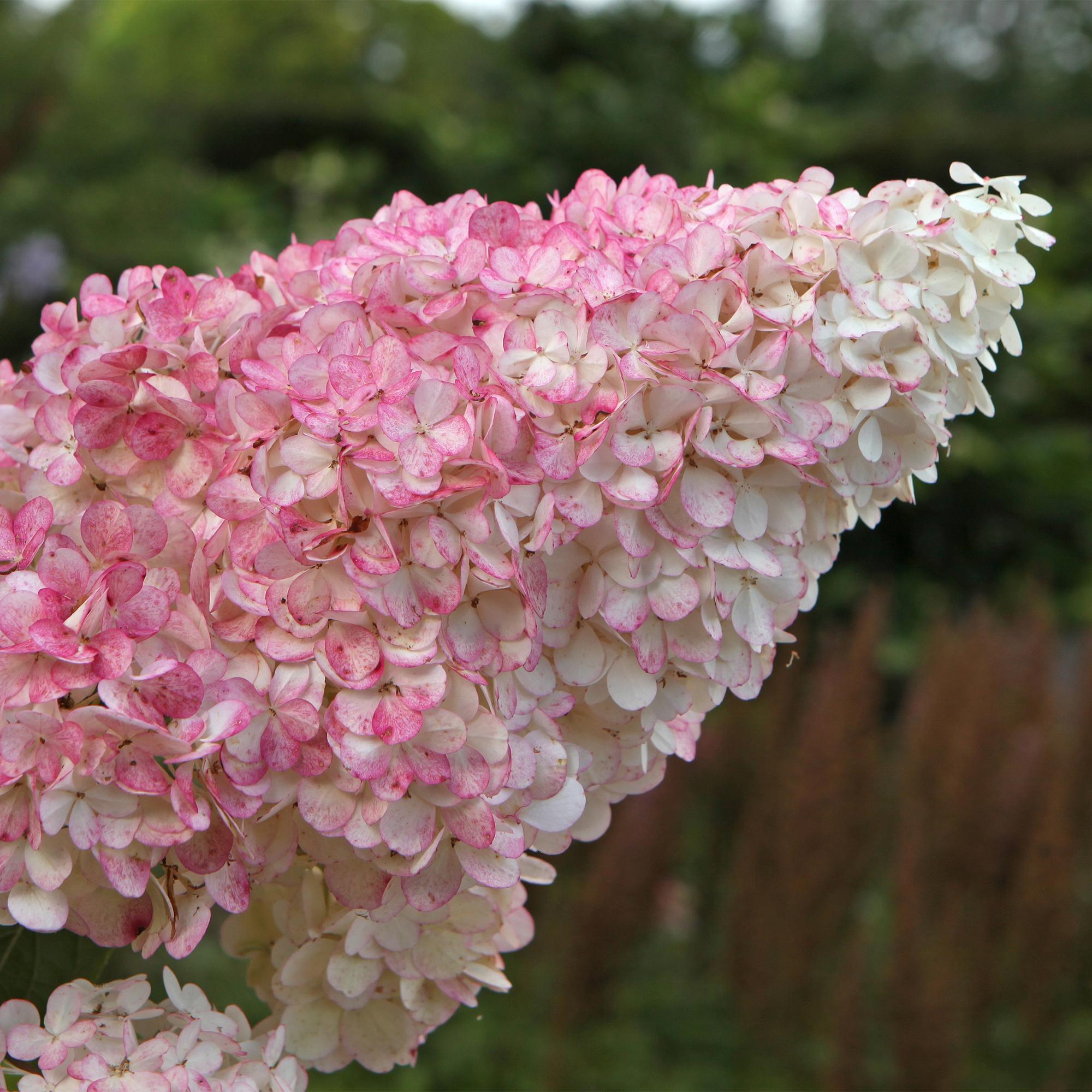 GreenboutiQ - Rispenhortensie - Hydrangea panniculata Vanille Fraise - Blüte Weiß Rosa - 1 Pflanze - Laubabwerfend - Große Blumen - Topf 17cm Höhe 50cm