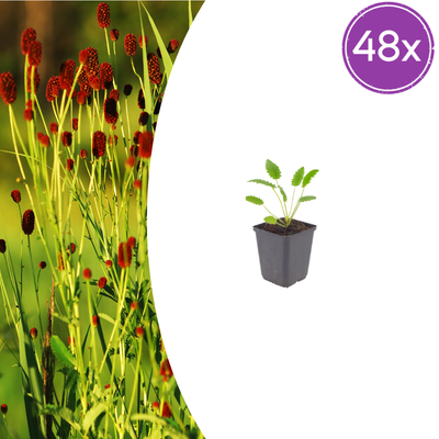Sanguisorba 'Tanna' - 48 Pflanzen im 9cm Topf