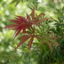 Japanischer Ahorn 'Jerre Swarts' - Orange-Rot, 90cm, Topf 26cm Bild 8