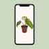 Philodendron Selloum Atom im 12cm Topf, ca. 25cm hoch Bild 5