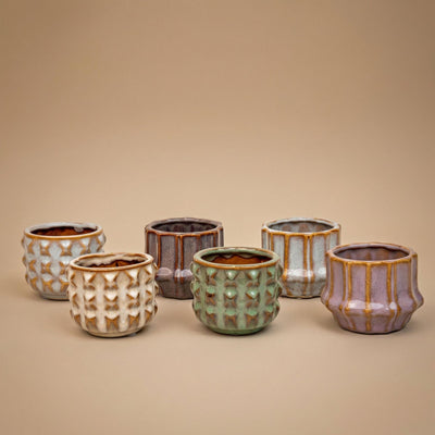 Pflanzen set von 6 mit topf set San Juan - Kaktus mix - Ø 6 cm