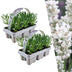 2 x 6 pack Lavendel angustifolia white - 12 x Ø7 cm - ↕15 cm Bild 3