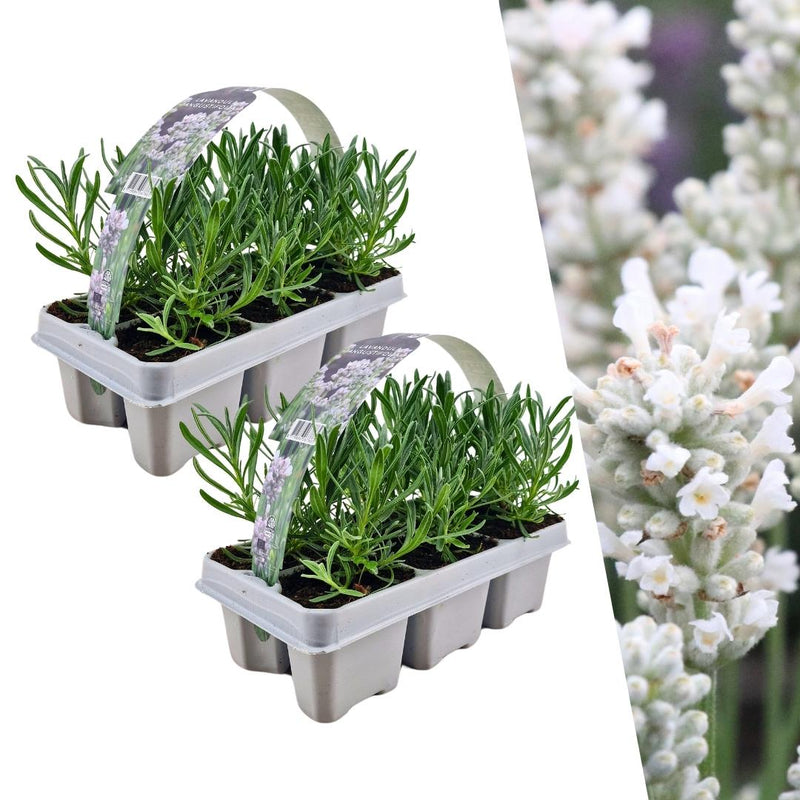 2 x 6-pack Lavender angustifolia White - 12 x Ø7 cm - ↕15 cm