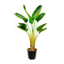 Strelitzia Augusta (Paradiesvogelblume) 160 cm, Ø21-24cm Bild 1