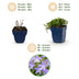 Green boutiQ - Perennial - Campanula posch. Stella - Peachleaf Bellflower - Ground Cover - Purple - 6 Plants - Pot 11cm - Height 15-25cm Bild 4