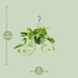 Epipremnum Marble Queen Topfpflanze, Ø15cm, H25cm Bild 2