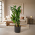 Zamioculcas Zamiifolia (ZZ Plant) - Ø17cm, ↕70cm Bild 5