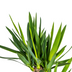 Yucca Elephantipes im Korb: Robuste Zimmerpflanze (Ø21cm, 90-110cm) Bild 3