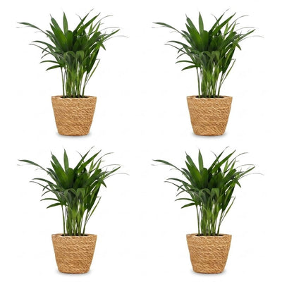 Green boutiQ - Areca Lutescens - Goldfruchtpalme - 4 Pflanzen - mit Korb - Topf 12cm - Höhe - 45cm