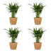 Green boutiQ - Areca Lutescens - Goldfruchtpalme - 4 Pflanzen - mit Korb - Topf 12cm - Höhe - 45cm Bild 2