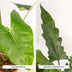 Alocasia Zebrina & Lauterbachiana Double Pack Bild 4