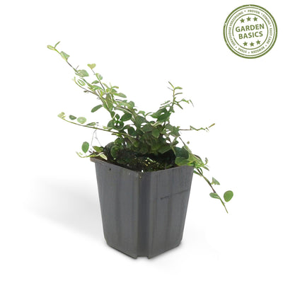 12x Cotoneaster 'Queen of Carpets' Bodendecker - 10-25cm, 9cm Topf