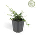 12x Cotoneaster 'Queen of Carpets' Bodendecker - 10-25cm, 9cm Topf Bild 2