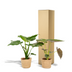 Alocasia Duo: Cucullata & Wentii in Selin Basket, Ø19cm, ↕60cm Bild 6