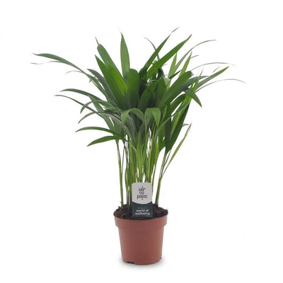 Green boutiQ - Areca Lutescens - Goldfruchtpalme - 1 Plant - Pot 12cm - Hoogte - 45cm