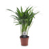 Green boutiQ - Areca Lutescens - Goldfruchtpalme - 1 Plant - Pot 12cm - Hoogte - 45cm Bild 2