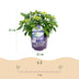 Balkonhortensie Hydrangea 'Forever & Ever' Weiss, 2 Pflanzen, Topf 23cm Bild 3