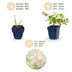 Green boutiQ - Perennial - Astilbe (J) Deutschland - Plume Spiraea - Shade - White - 24 Plants - Pot 11cm - Height 15-25cm Bild 3