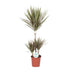 Dracaena Bicolor - Dragon Tree (Ø21cm, 95cm) Bild 1