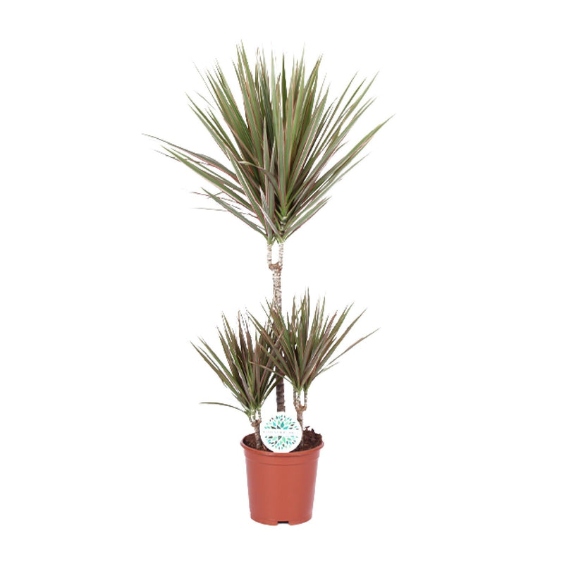 Dracaena Bicolor - Dragon Tree (Ø21cm, 95cm)