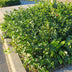24x Euonymus fortunei 'Coloratus' - 10-25cm - Ø9cm Bild 7