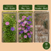 12x Clematis Duo Purple & Pink - Waldrebe Duo Purple & Pink - Lila - Rosa - Weiß - Kletterpflanze - Ø9cm - ↕35cm Bild 6