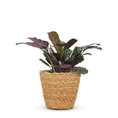 Green boutiQ - Ctenanthe Burle Marxii - Herringbone Prayer Plant - 1 Plant - with Seagrass Basket - Pot 12cm - Height 30cm