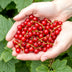 GreenboutiQ - Obstpflanzen - Rote Johannisbeere - Ribes rubrum Jonkheer van Tets - Winterhart - 6 Pflanzen - Topf 9 cm - Rote Johannisbeere Bild 4