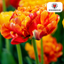 Tulpenzwiebeln Gudoshnik Double – 20 Stück | KH Bloembollen® | Gelbe, orange und rote gefüllte Tulpen – Pfingstrosenartig & farbenfroh – Für Garten oder Topf – Größe 11/12 – Frisch vom Züchter Bild 3